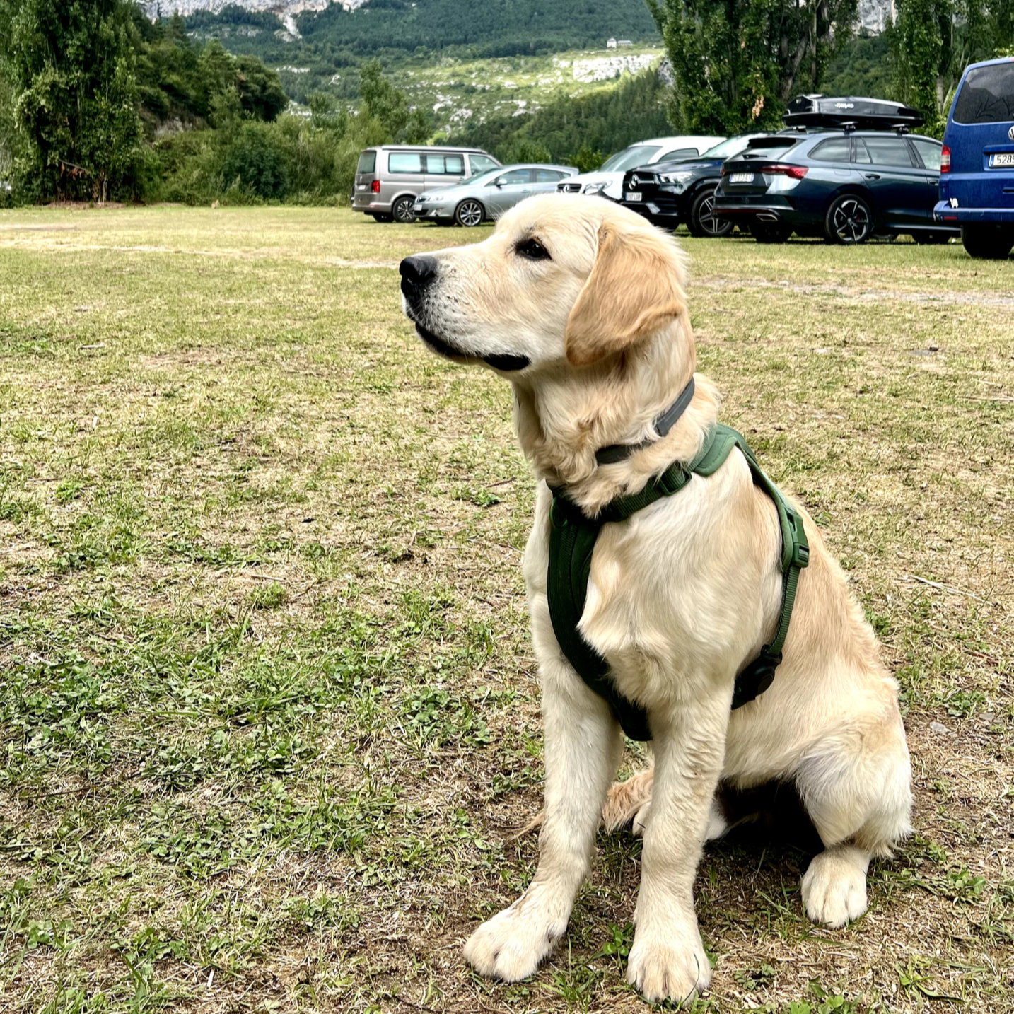 Arnés Adventure Jungle