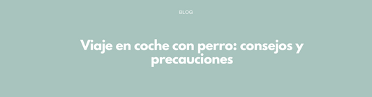 Viaje en coche con perro: consejos y precauciones