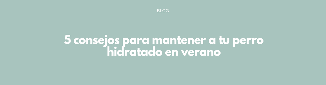 5 consejos para mantener a tu perro hidratado en verano