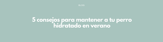 5 consejos para mantener a tu perro hidratado en verano