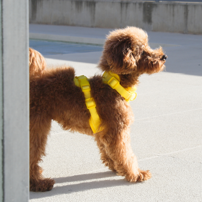 Arnés Adventure Beach