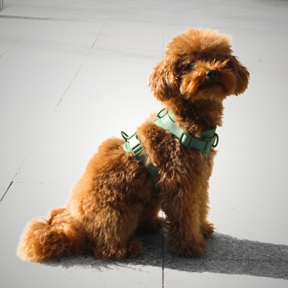 Arnés Adventure Jungle