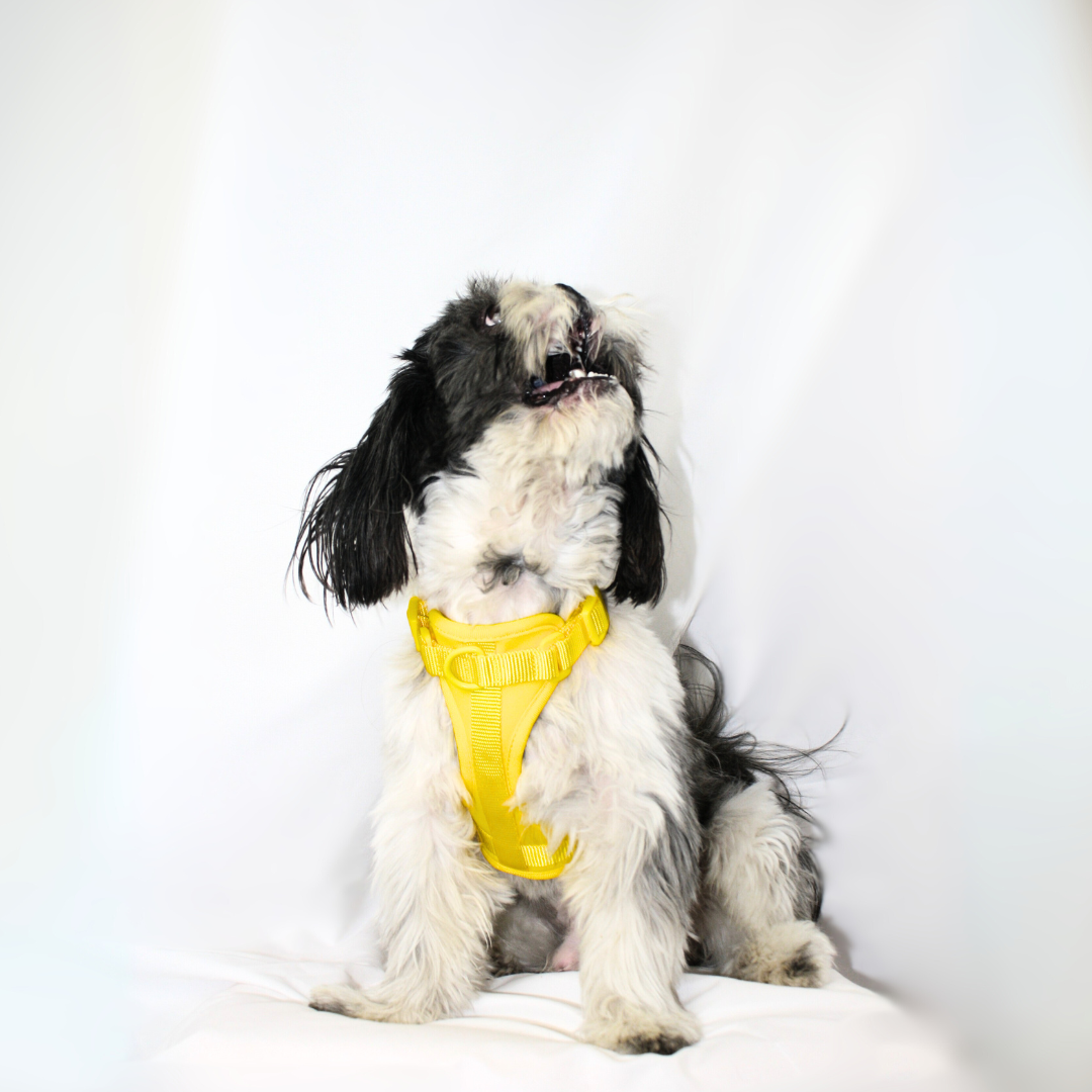 Arnés Adventure Beach