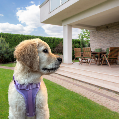 Arnés Adventure Lavender