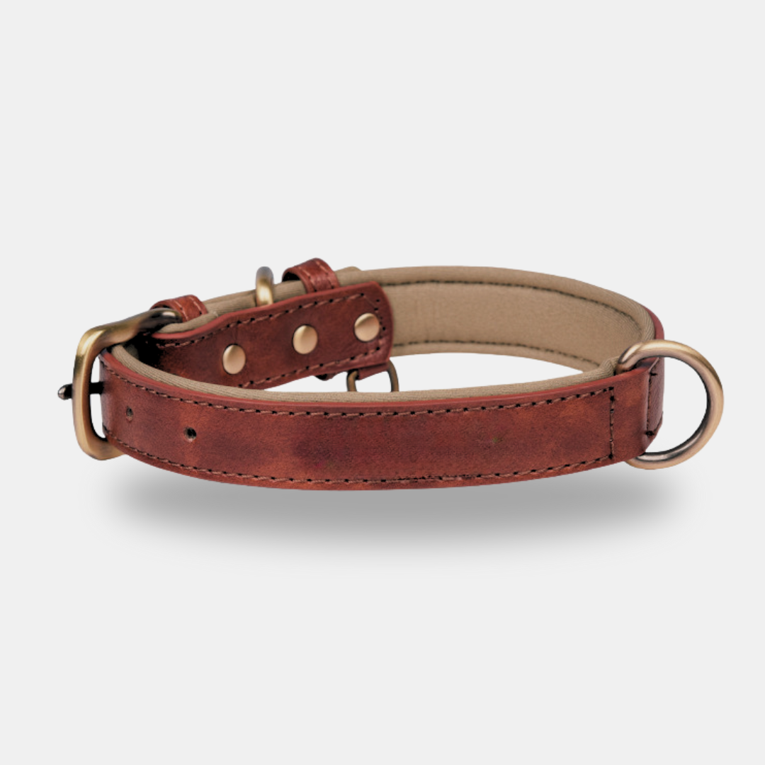 collar de cuero sintetico para perros modelo elegance la casa de turron perfil