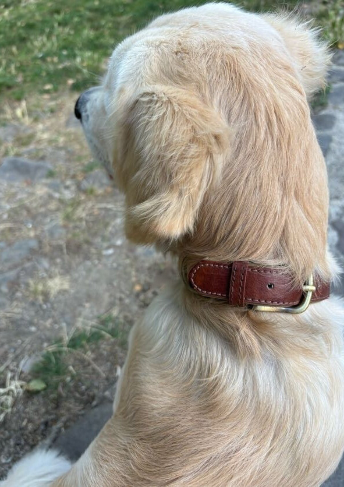 collar para perros modelo elegance la casa de turron modelo perro 2